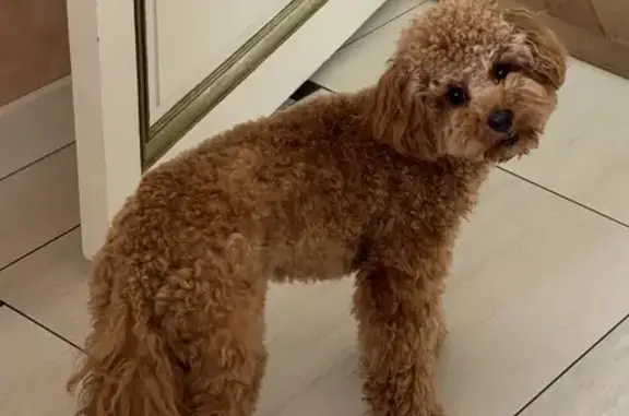 Chien perdu Nice, photo : Alerte: Léa, caniche abricot perdue