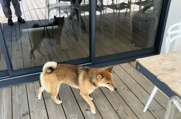 Shiba Inu perdu trouvé à Bourges - photo