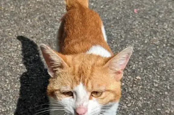 Chat bicolore perdu à Abondant - photo