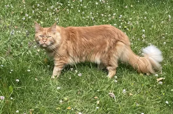 Chat Maine-coon roux perdu à Paimpol - photo
