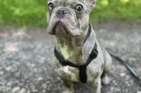 Chien perdu , photo : Urkane, Bouledogue Gris Perdu