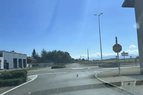 Deux chiots perdus sur la N7 - photo