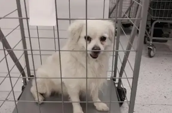 Found: White Male Pomeranian Mix in Flatbush!