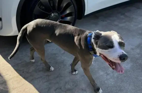 Lost Silver Pitbull Found - 46th Ave NE, St Pete