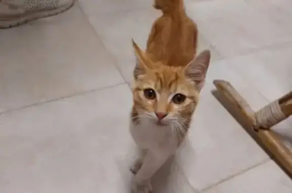 Gato Naranja y Blanco Rabo Corto Perdido