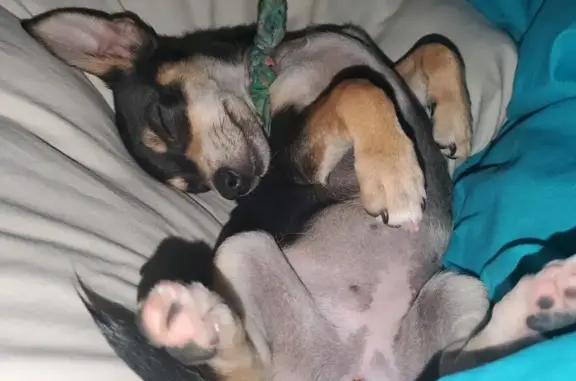 Lost Chihuahua - East Shapinsay Dr, Queen Creek