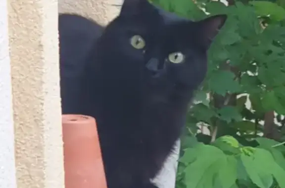 Animaux perdus Manosque, photo: Chat noir aux yeux jaunes perdu