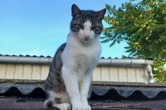 Chat à queue coupée trouvé à Compiègne - photo