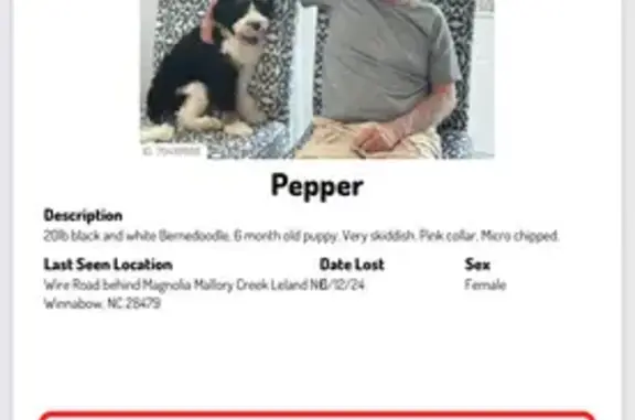 Lost Puppy Alert: Help Find Pepper!