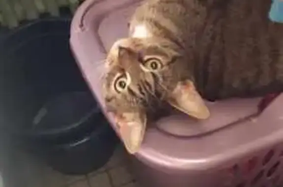 Animaux perdus Golbey, photo: Chatte Praline disparue à Golbey