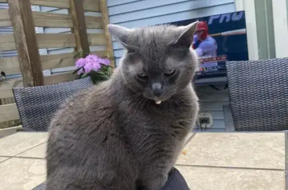 Lost: Chubby Russian Blue Cat 
