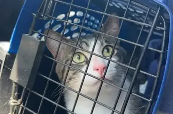 Lost Tabby Cat Near Spokane Dr, LV - Help!