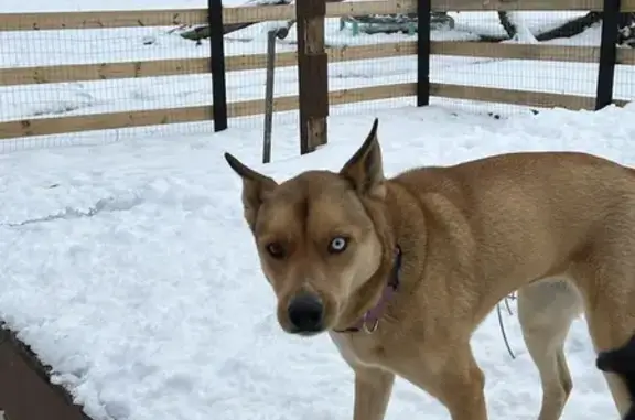 Lost Tan Husky Mix, Blue Eye - Seymour, TN!