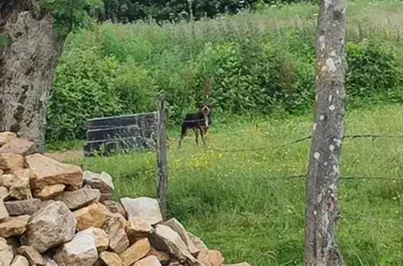 Chien blessé trouvé à Rônai - photo
