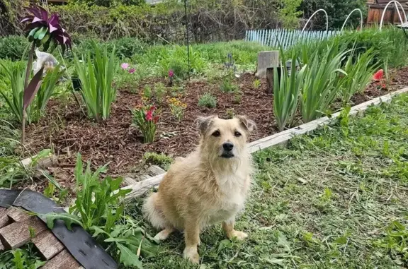 Lost Terrier Alert! Cream/White, Long Hair - Littleton