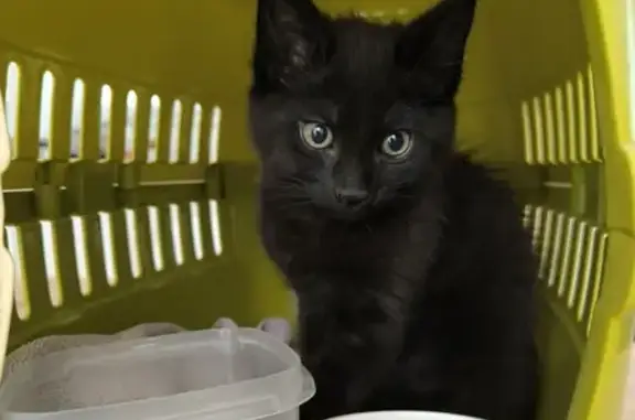Chaton de 2 mois trouvé à Verzenay - photo