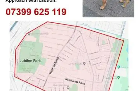 Female. Light brown/ fox red colour.
Extremely scared of everything and everyone.
Ran out from front door. Has been seen every morning around the surrounding roads and in jubilee park. Also seen in ponders end a few times.
Is wearing a harness as photo shows.