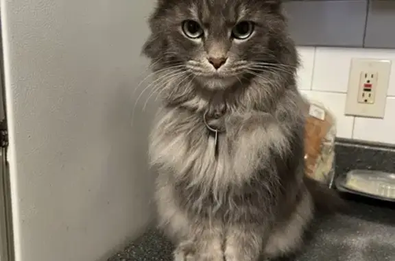 Lost Small Grey Maine Coon - Help Find Him!