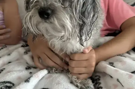 Found: Tiny Gray & White Male Dog - NE 19th Terrace!