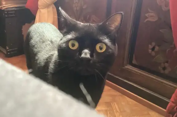 Animaux perdus Strasbourg, photo: Chat noir disparu, yeux verts