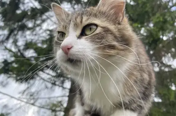 Chat angora doux trouvé à La Feuillie - photo