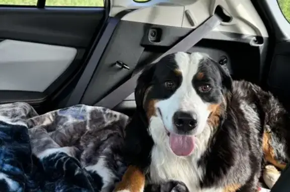 Lost Bernese Holly: Call 828-260-2512 if Seen!