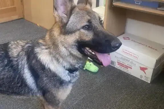 Found! Young Female German Shepherd on US-45