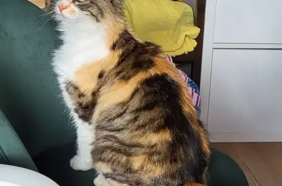 Chatte Angora errante adoptée - photo