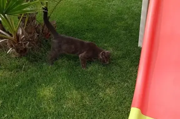Chat gris non castré trouvé à Erdre - photo