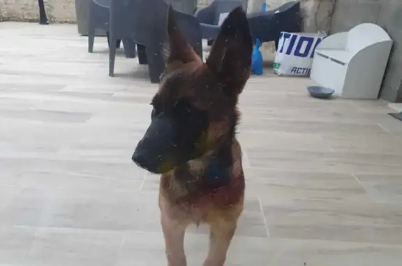 Chiot malinois perdu à Scorbé - photo