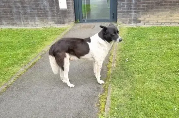 Chien noir et blanc trouvé à Lille - photo