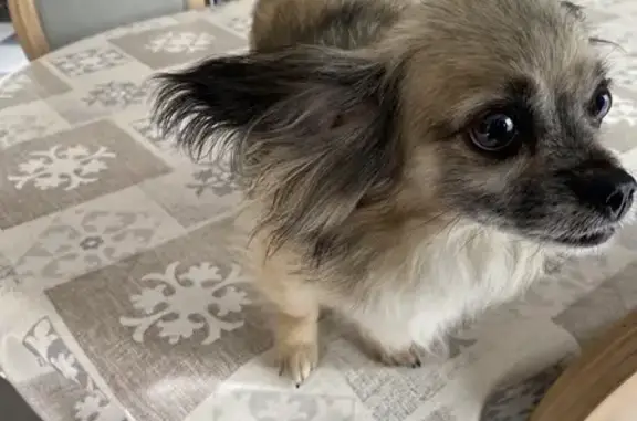 Chien trouvé , photo: Chihuahua sable perdu à Tracy-le-Val