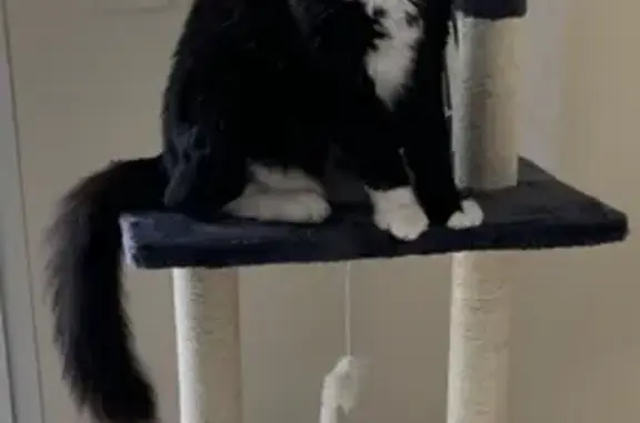 Chat perdu, Rivières, photo: Chatte noire/blanche perdue