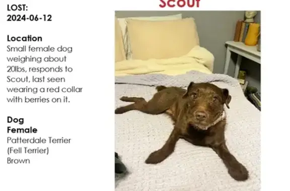 Lost Patterdale Terrier Scout - San Antonio