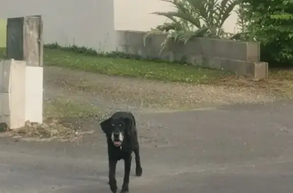 Chienne noire âgée trouvée - photo