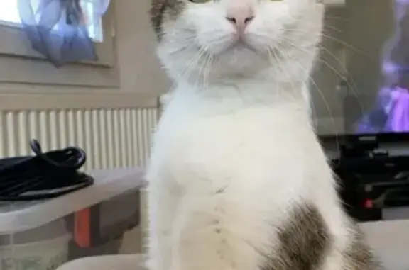 Chat perdu, , photo: Chatte rose ventre perdue à Nogent