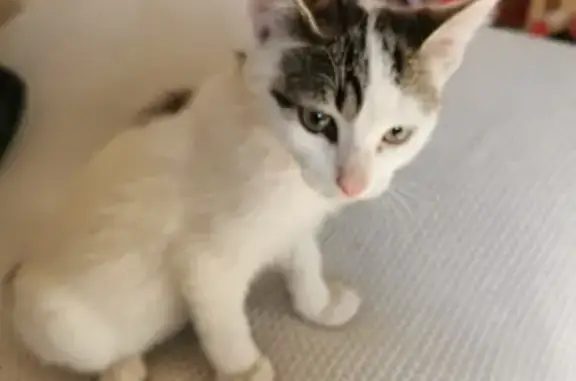 Chaton blanc/gris trouvé aux Angles - photo