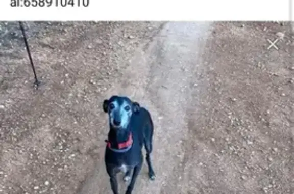 ¡URGENTE! Vito, Galgo Negro Perdido - ¡Ayuda!