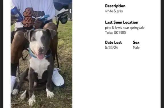 Lost Grey & White Pit Bull - North Olympia Ave, Tulsa