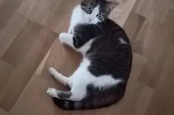 Animaux perdus Melgven, photo: Chatte grise/blanche perdue à Melgven