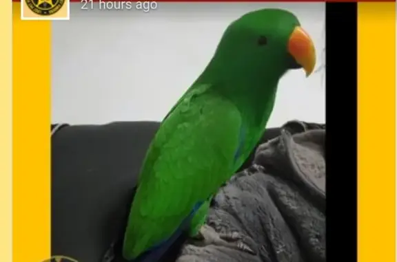 Help Find Metu: Missing Eclectus Parrot!