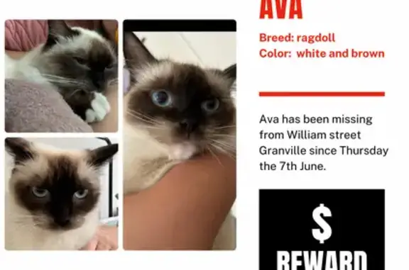 Help Find Ava: Lost Ragdoll Cat in Granville!