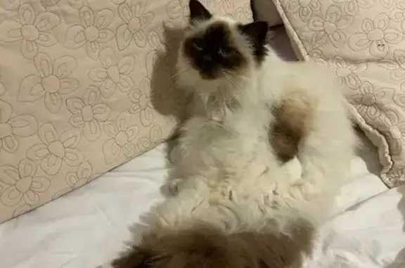 Lost Birman Cat - White w/ Choc Points - Help!