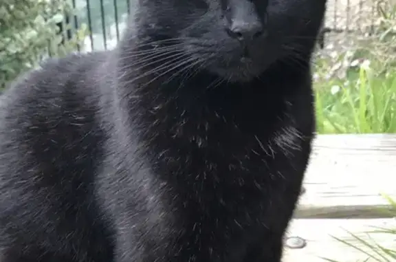 Help Find Bonkers! Lost Black Cat in Hallett Cove