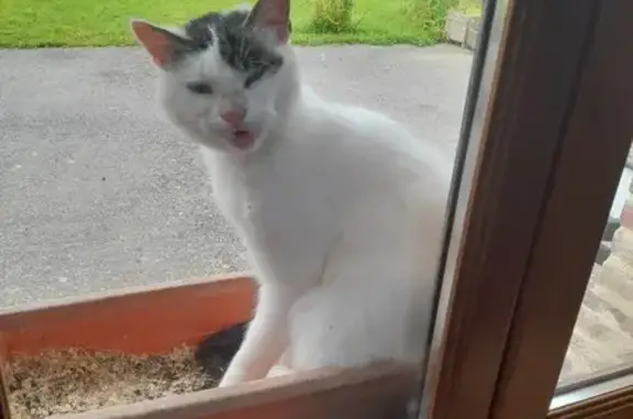Chat trouvé , photo: Chat blanc aux yeux bleus trouvé