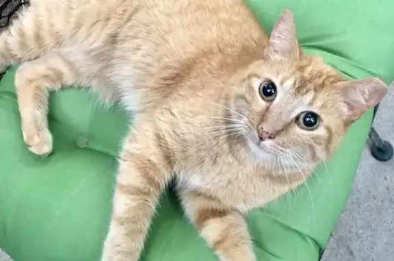Lost Orange Cat: Small, Elderly & Part-Blind - Buford