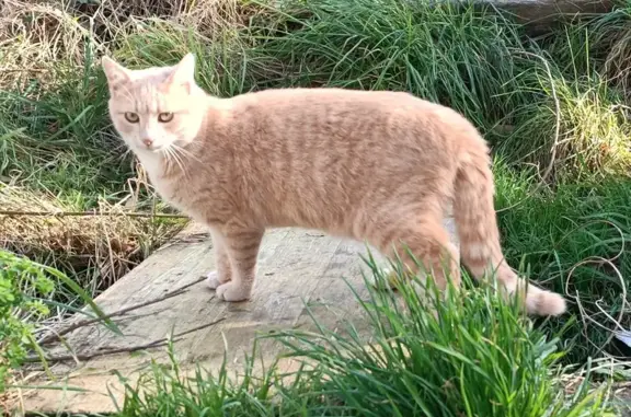 Chat roux Ubu disparu à Saint-Malo - photo