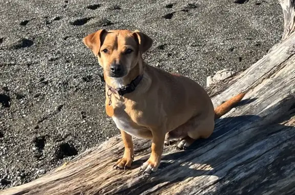 Lost Male Dachshund Mix on SE 23rd Drive!