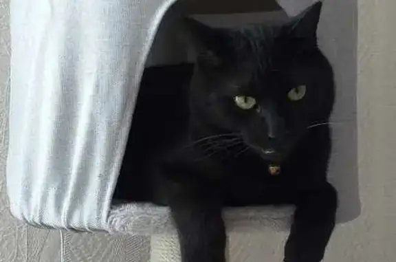 Animaux perdus , photo: Chat noir perdu à Nixéville