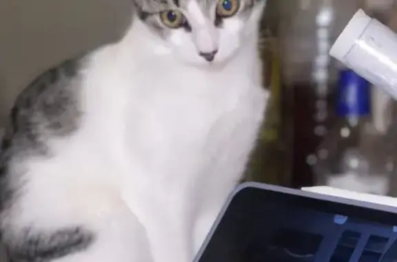 Animaux perdus Asnières-sur-Seine, photo: Chat européen perdu à Asnières